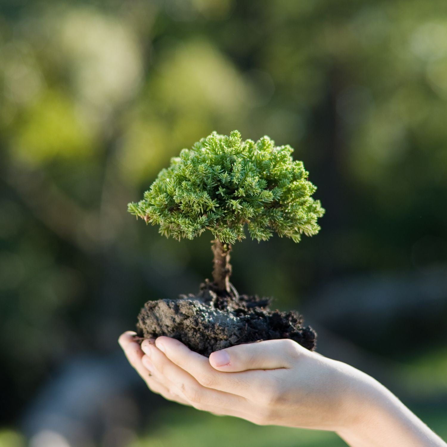 Prodotti biodegradabili e compostabili - Sapore sostenibile